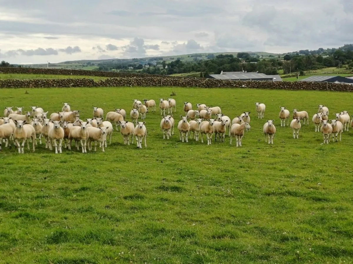 Sheep - Image 1