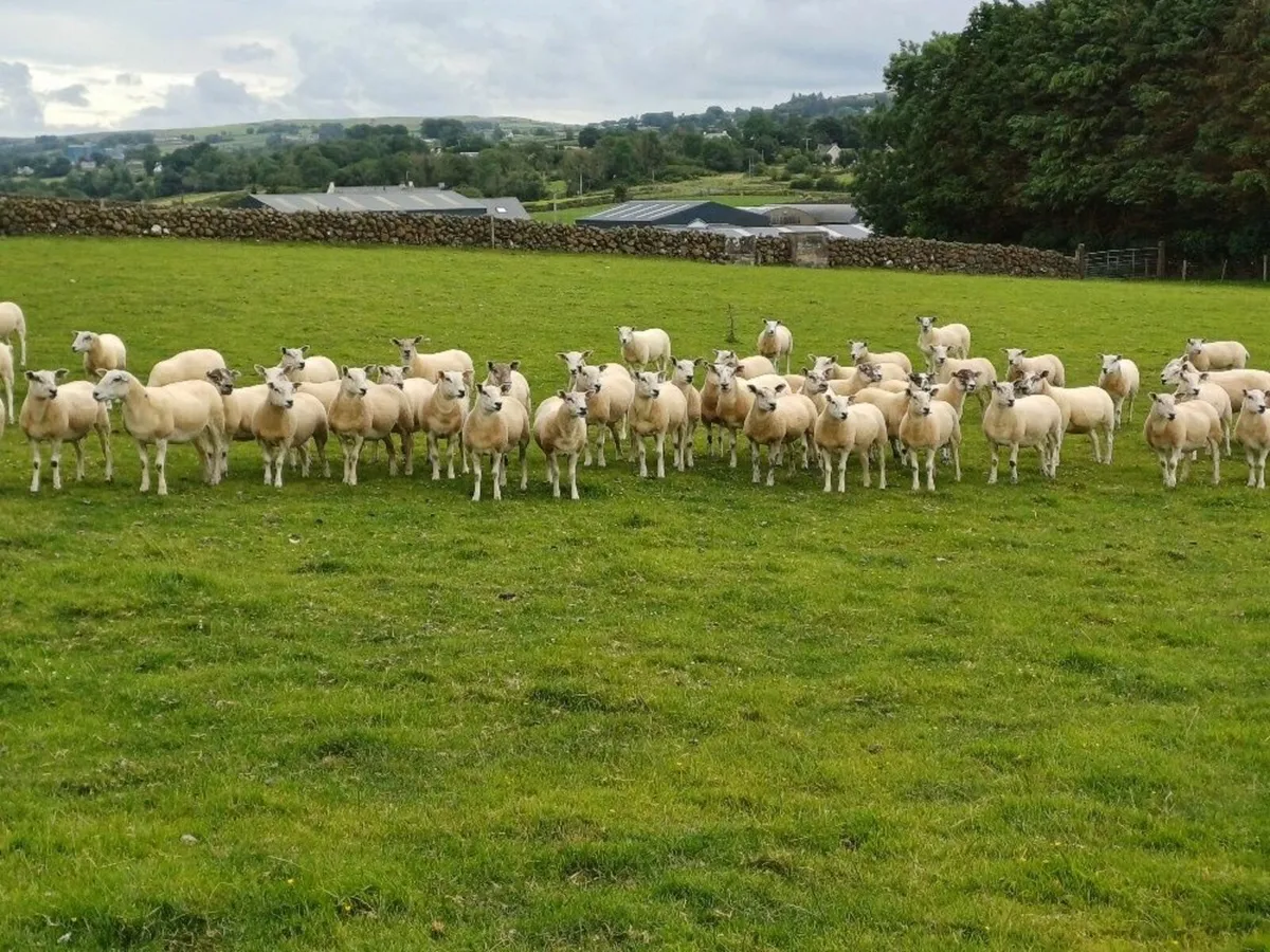 Sheep - Image 2