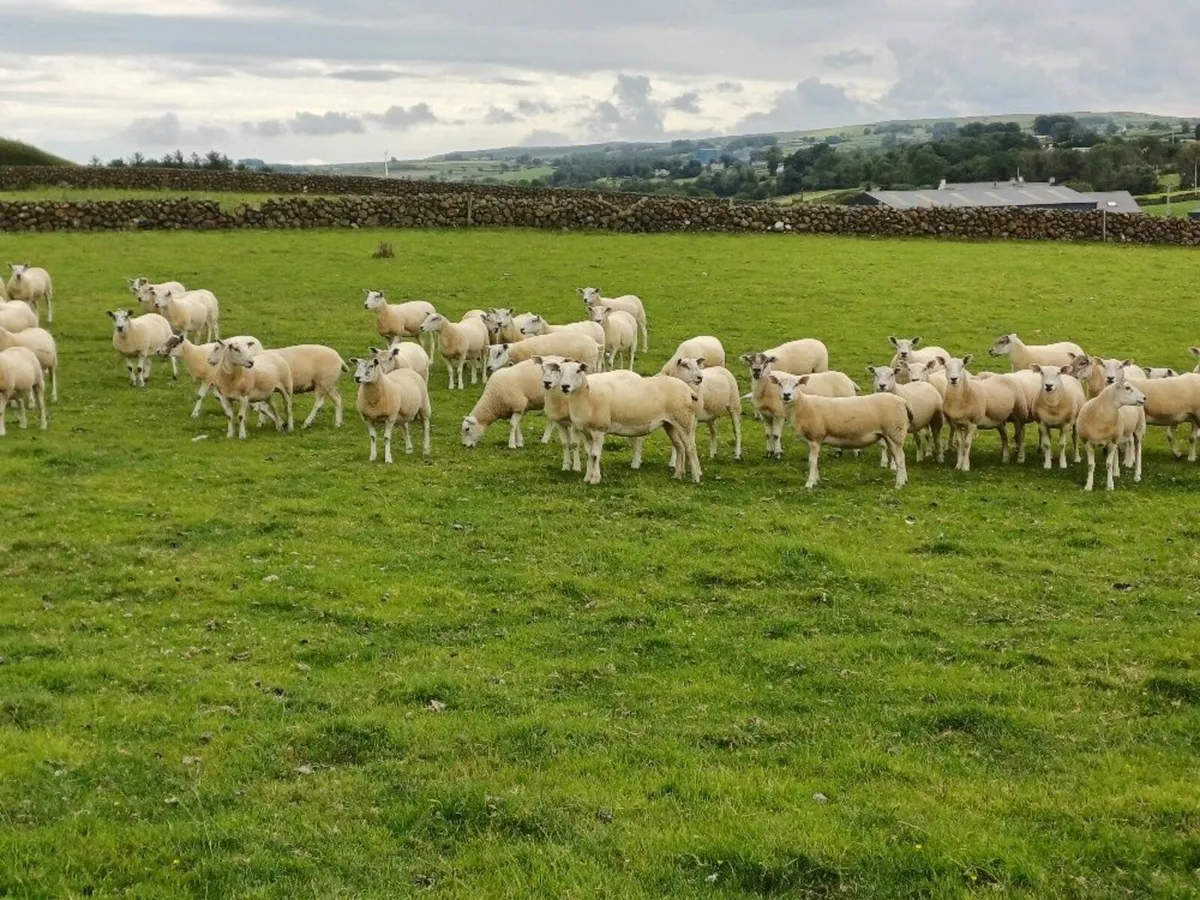Sheep - Image 3