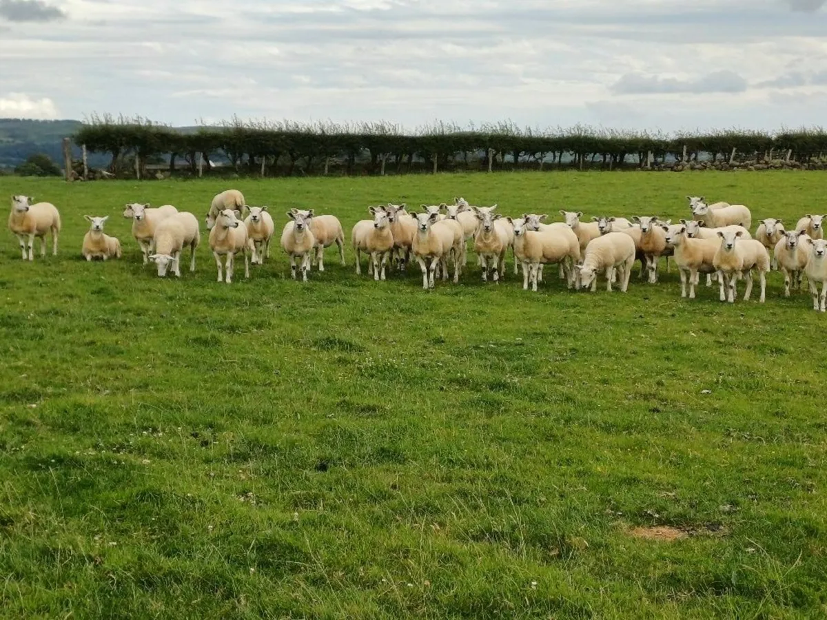 Sheep - Image 4