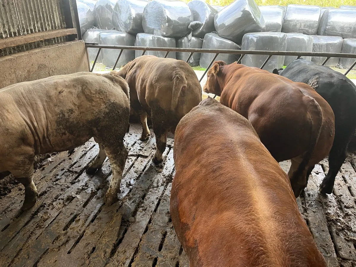 BEEF SALE - avoid the grid 🔥🔥 - Image 2