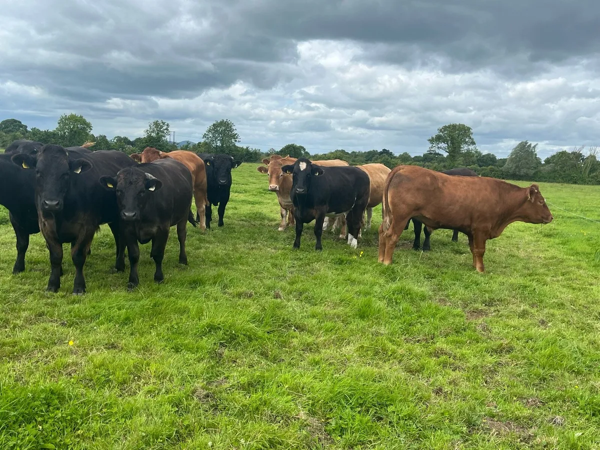 BEEF SALE - avoid the grid 🔥🔥 - Image 3