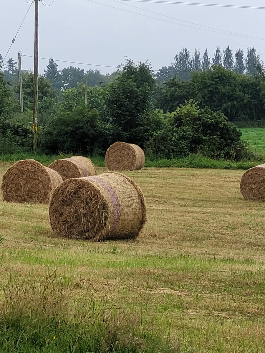 Hay