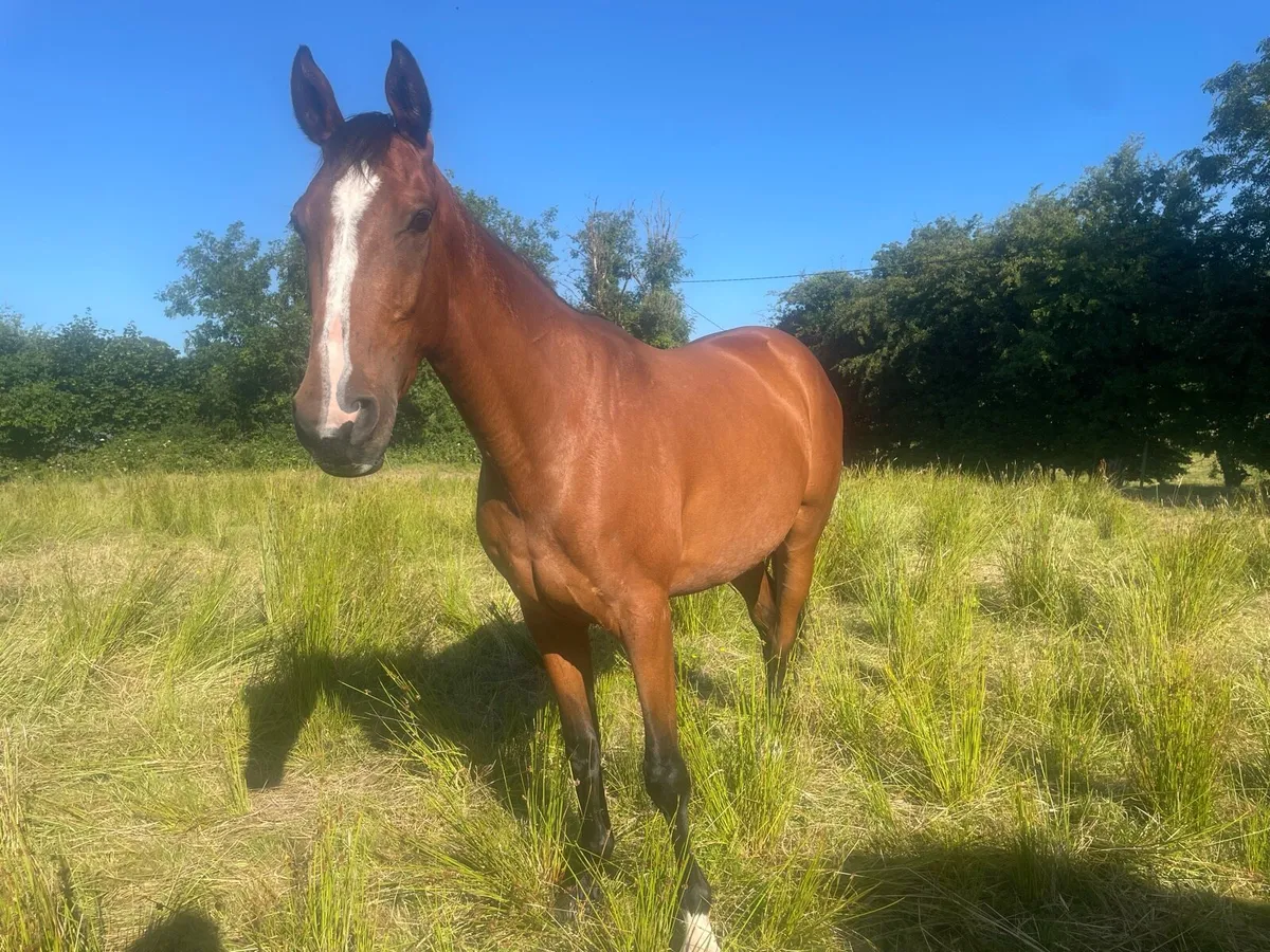 3 years olds sports horse - Image 1