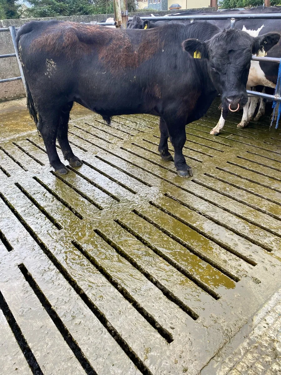 Angus Bull - Image 1