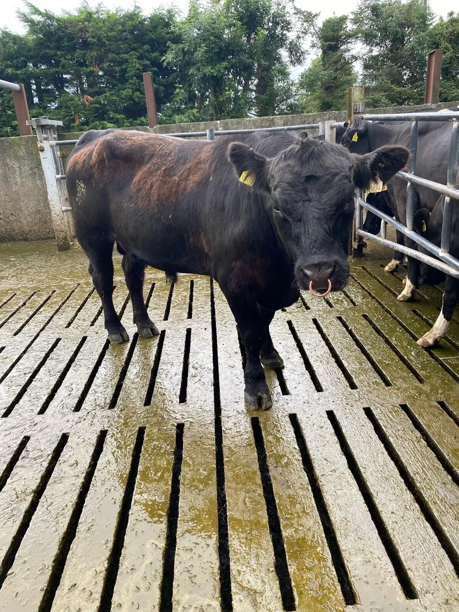 Angus Bull - Image 2