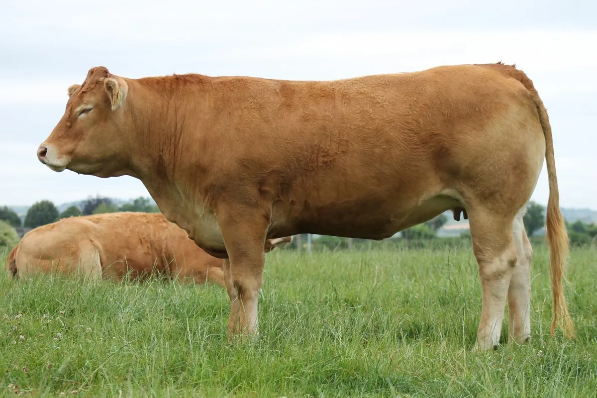 PEDIGREE LIMOUSIN HEIFERS FOR SALE - Image 1