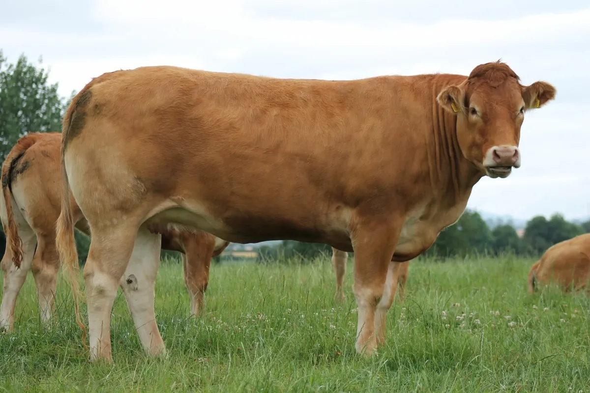 PEDIGREE LIMOUSIN HEIFERS FOR SALE - Image 2