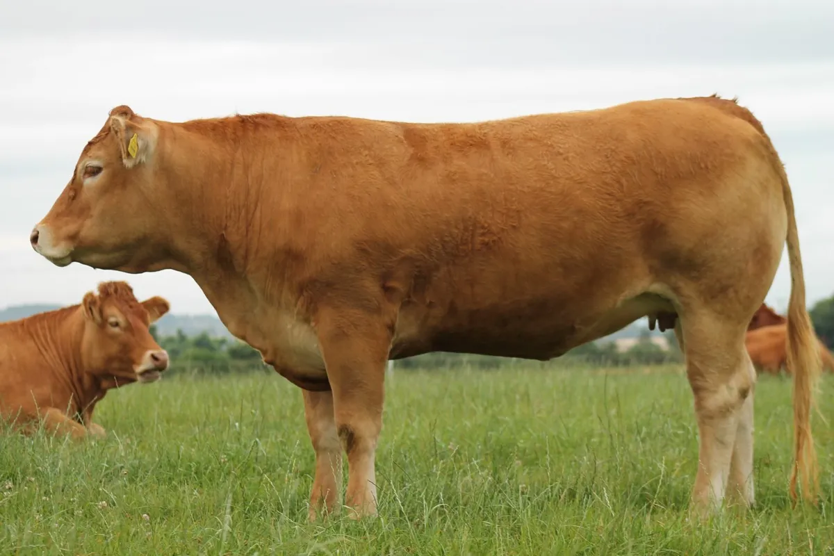 PEDIGREE LIMOUSIN HEIFERS FOR SALE - Image 3