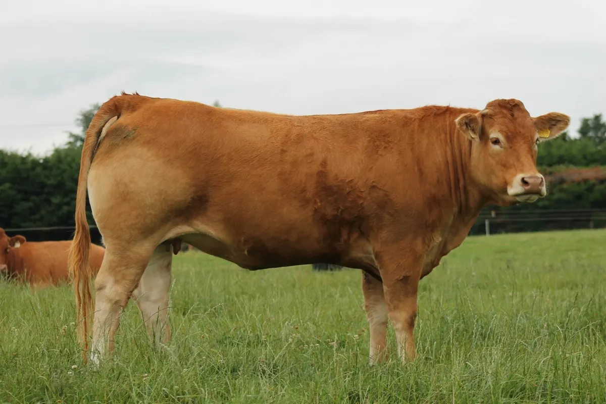PEDIGREE LIMOUSIN HEIFERS FOR SALE - Image 4