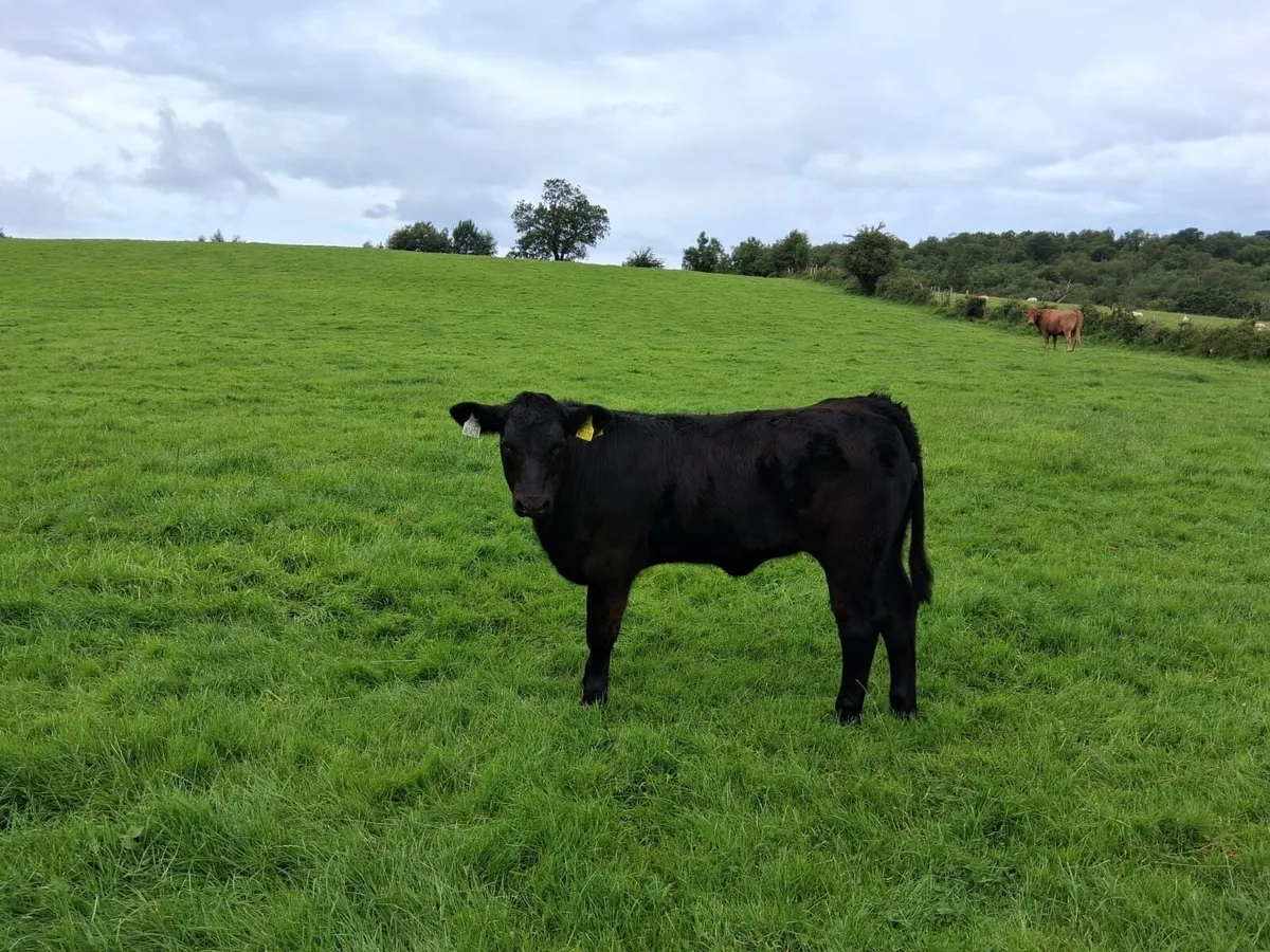 Aax heifer weanling - Image 2