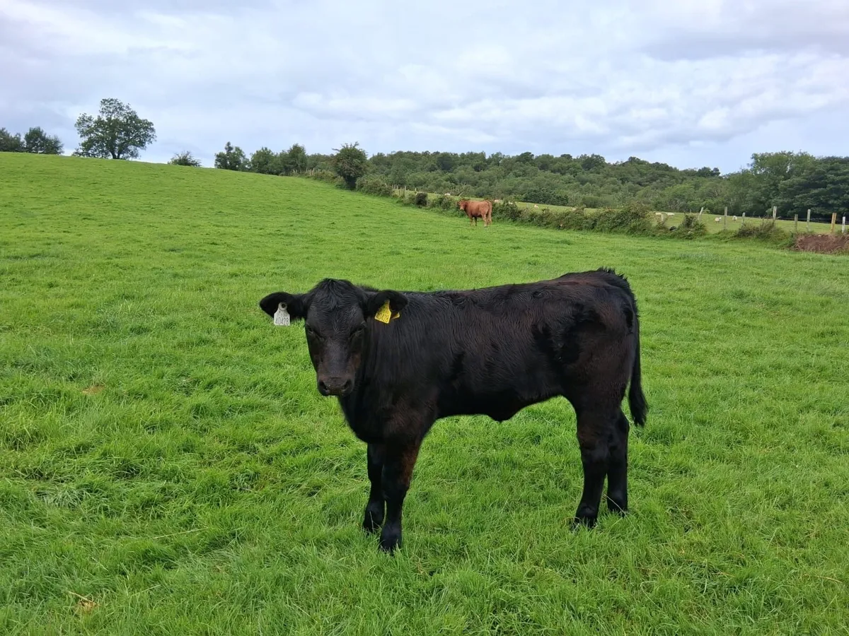 Aax heifer weanling - Image 3