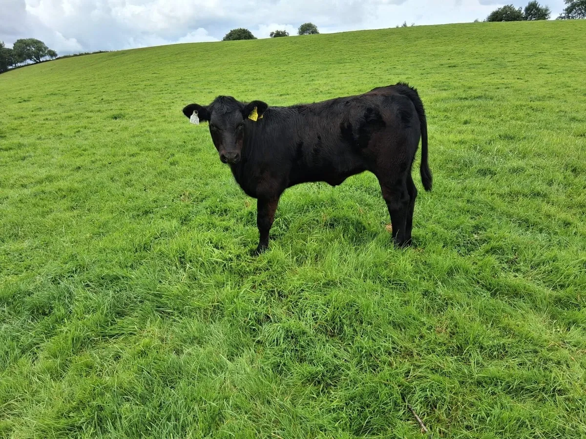 Aax heifer weanling - Image 1