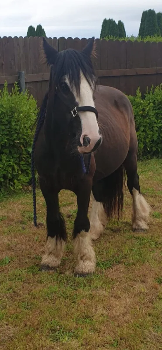 Moses is a steady strong safe Cob - Image 2