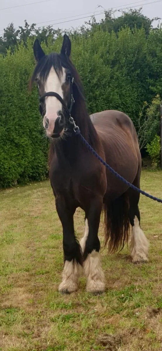 Moses is a steady strong safe Cob - Image 1