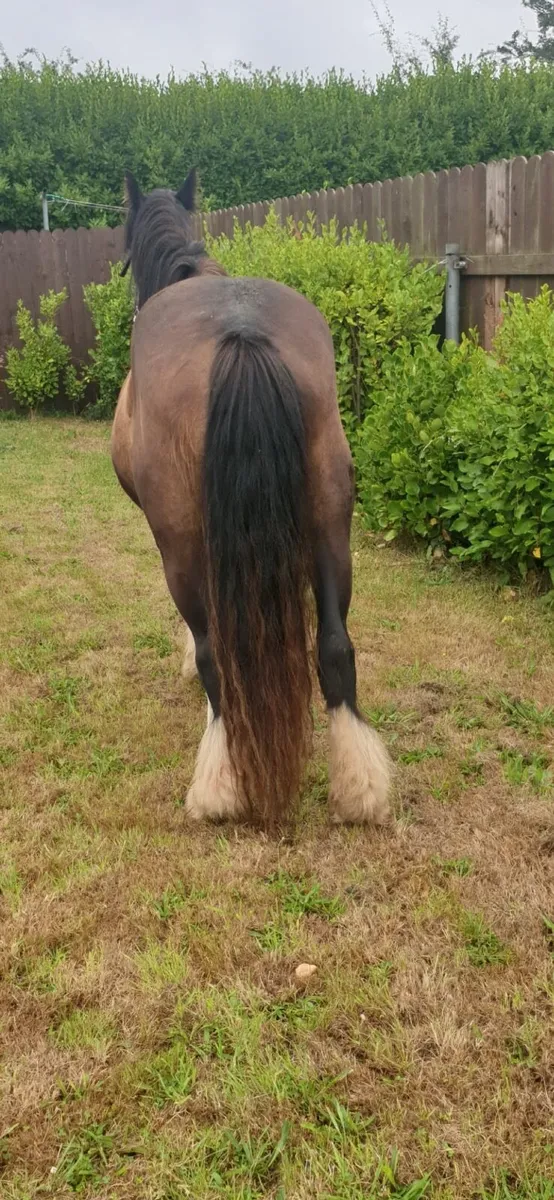 Moses is a steady strong safe Cob - Image 3