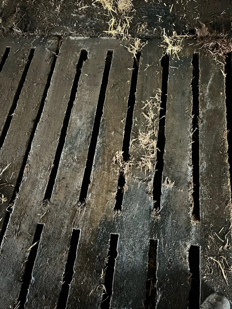 Used cattle slats - Image 3