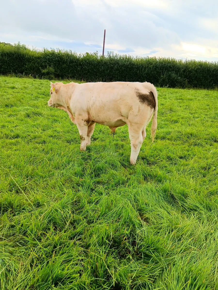 PBR Charolais Bulls - Image 1