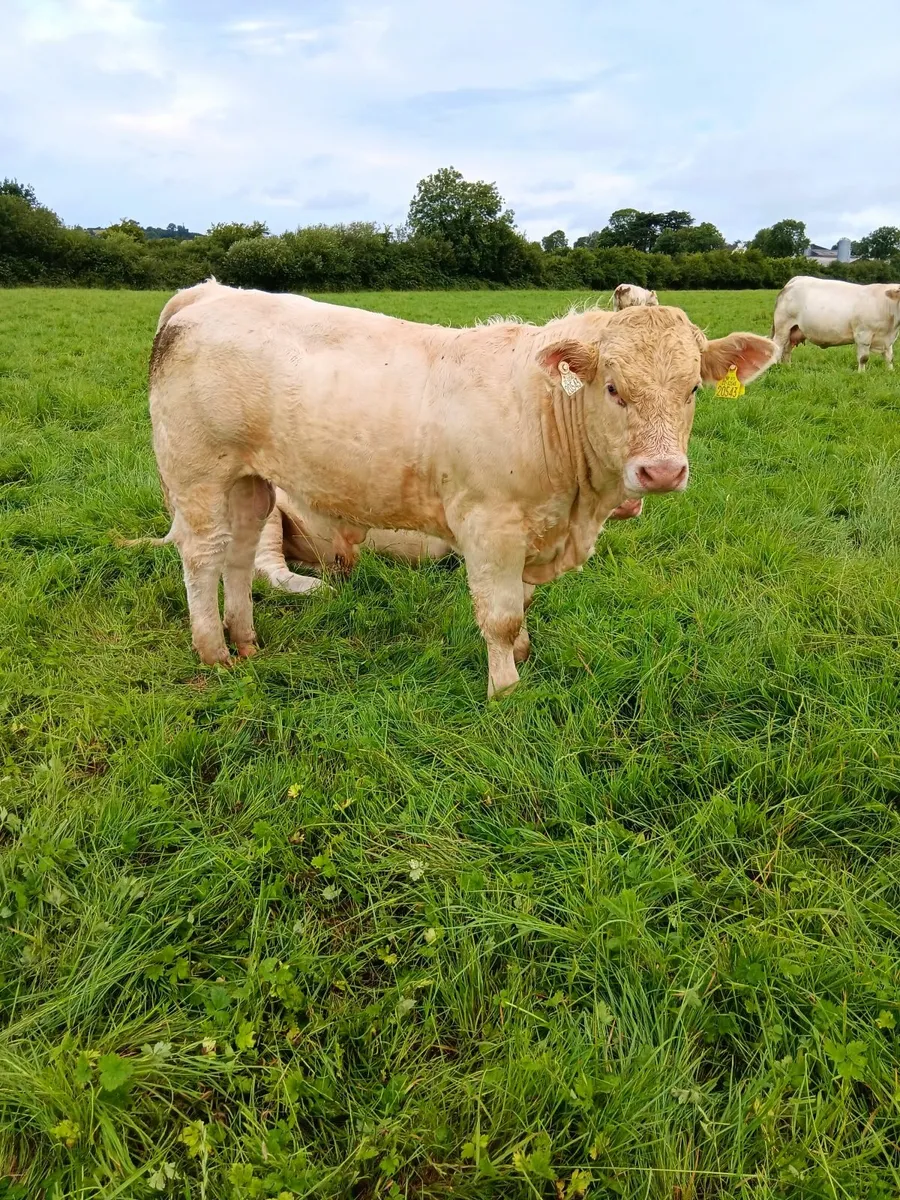 PBR Charolais Bulls - Image 2