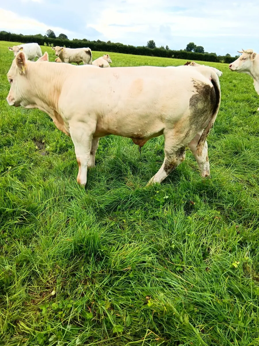PBR Charolais Bulls - Image 3