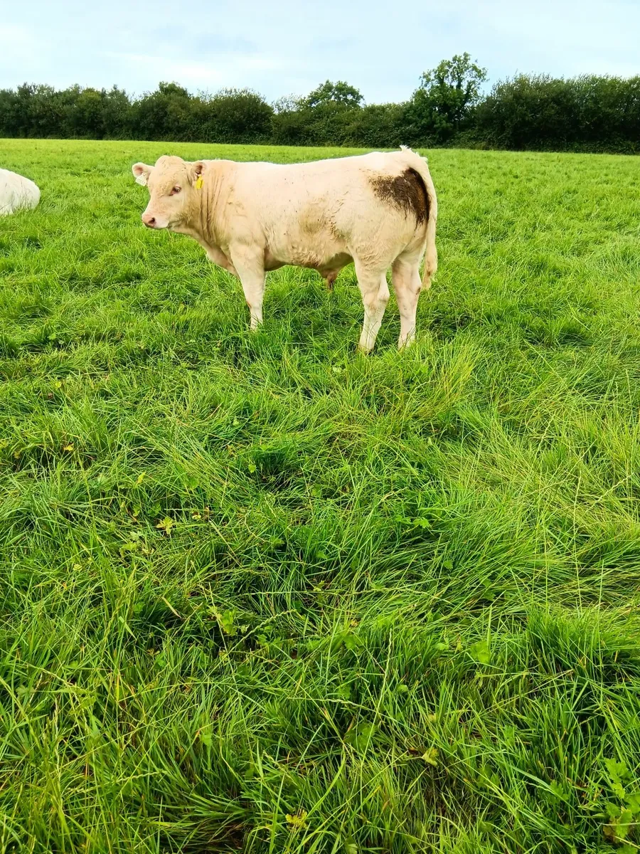 PBR Charolais Bulls - Image 4