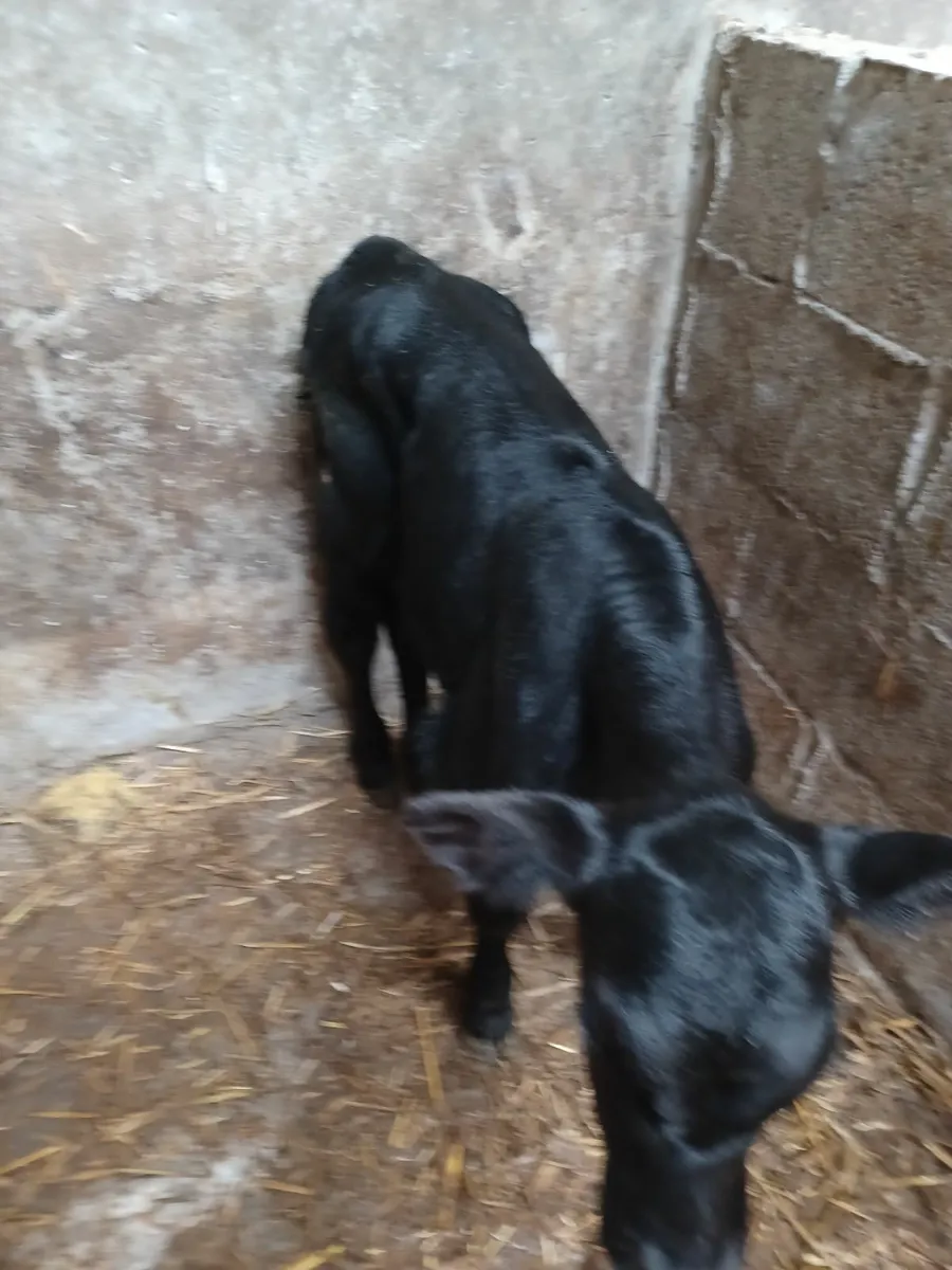 Calf