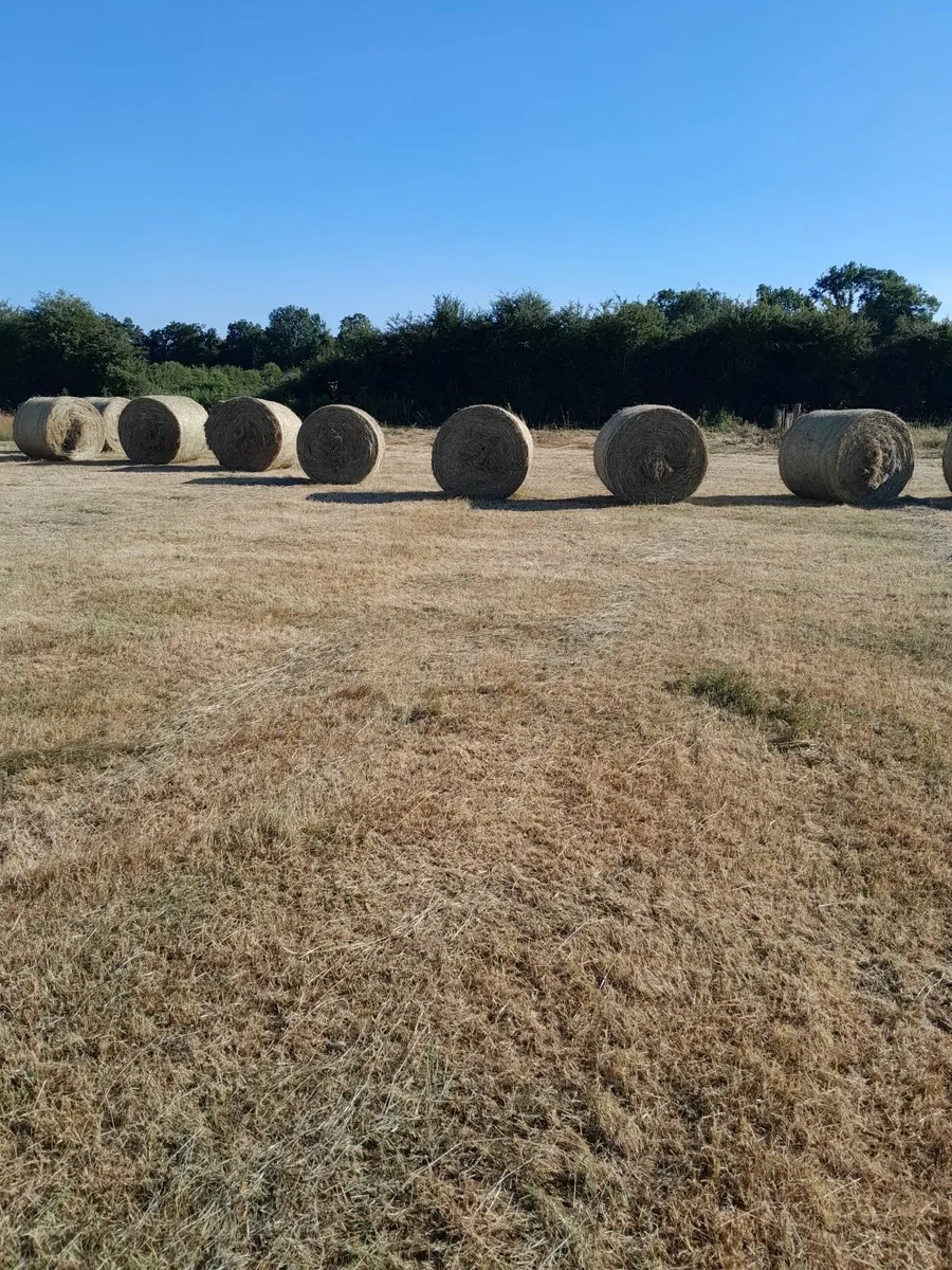 Hay and Silage - Image 2