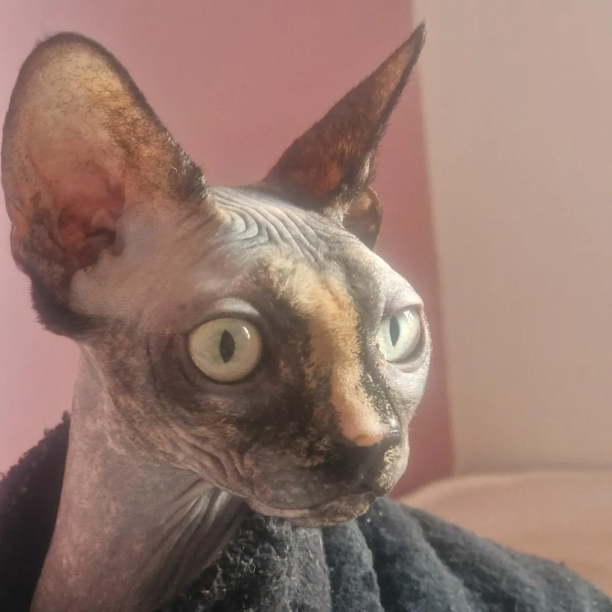 Sphynx - Image 2