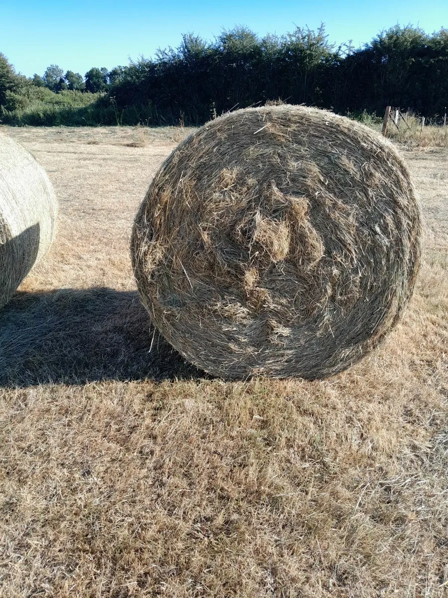 Hay and Silage - Image 4