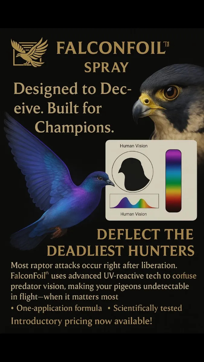 Pigeons - Image 1