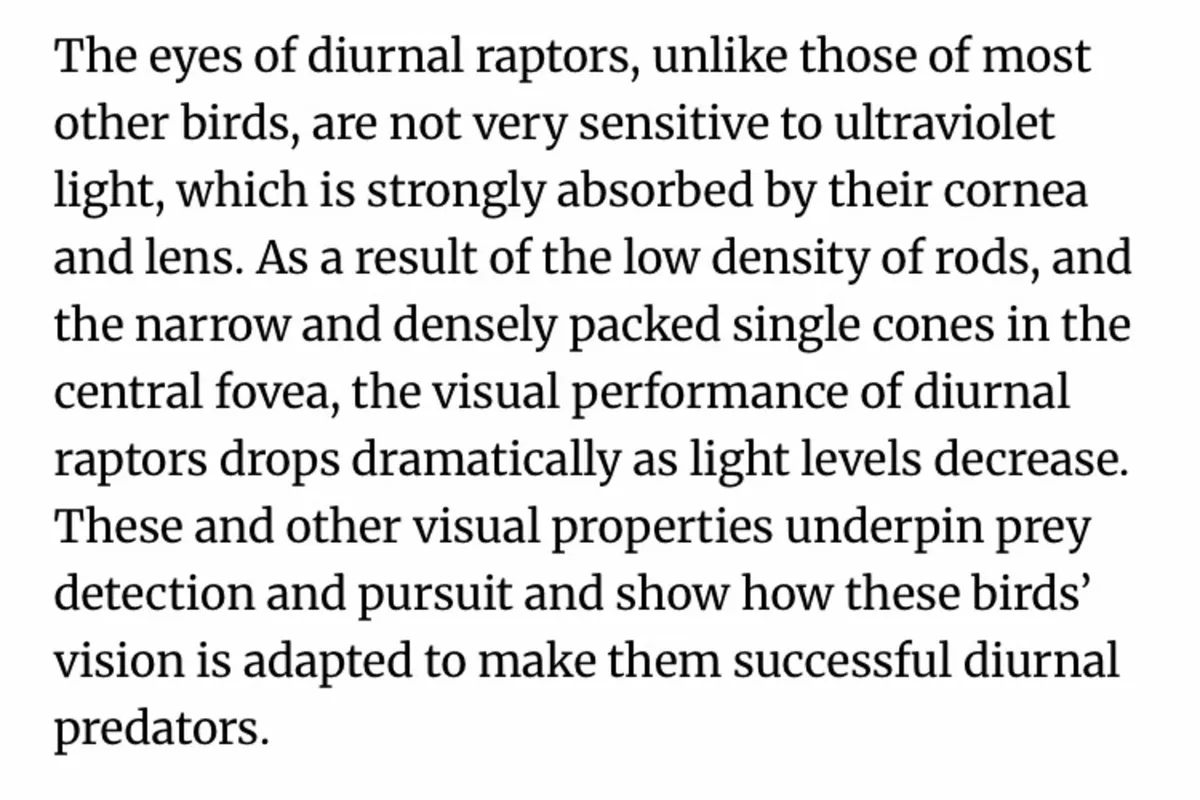 Pigeons - Image 2