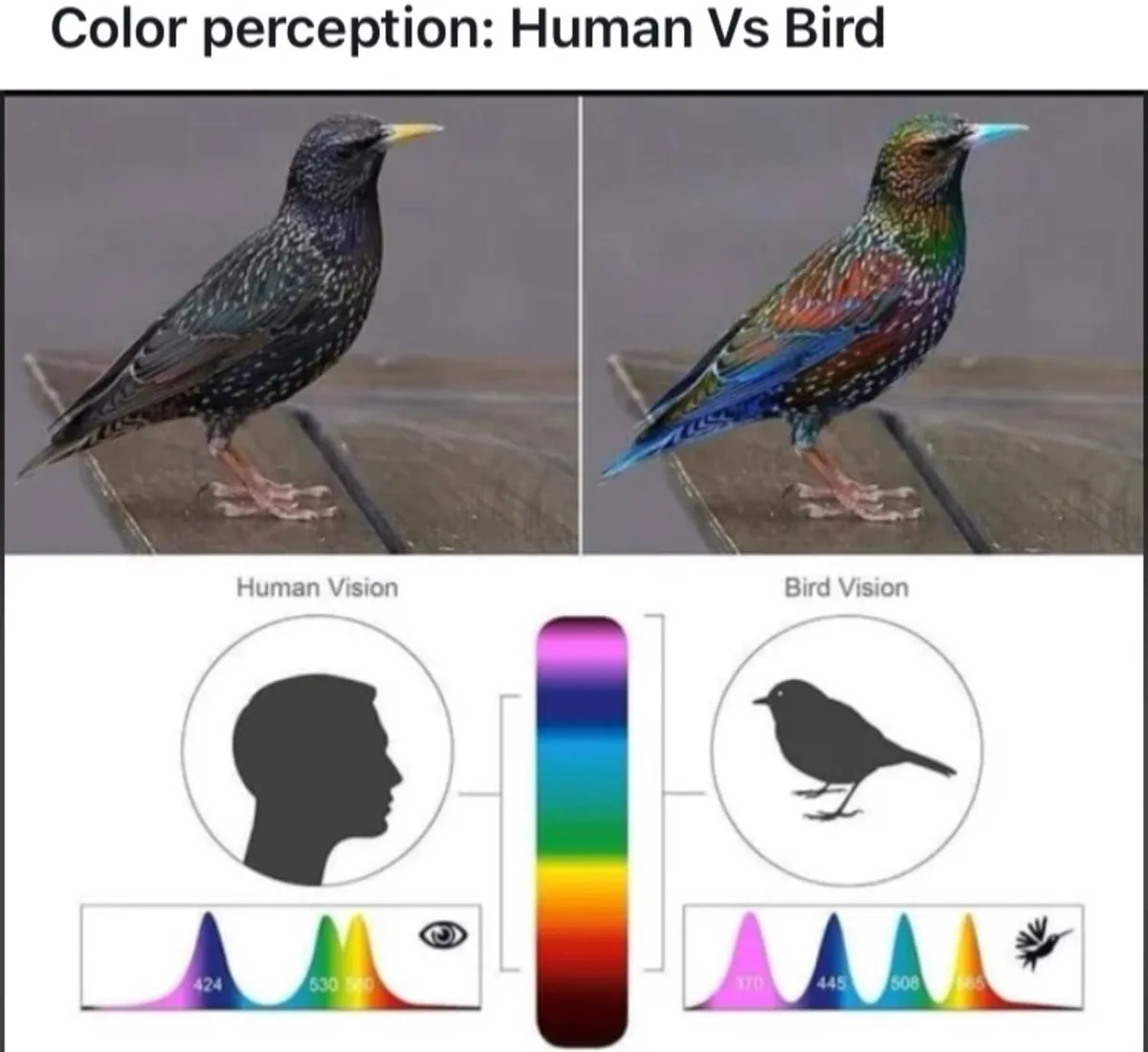 Pigeons - Image 3
