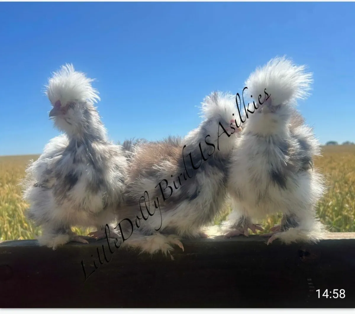 USA silkies - Image 3