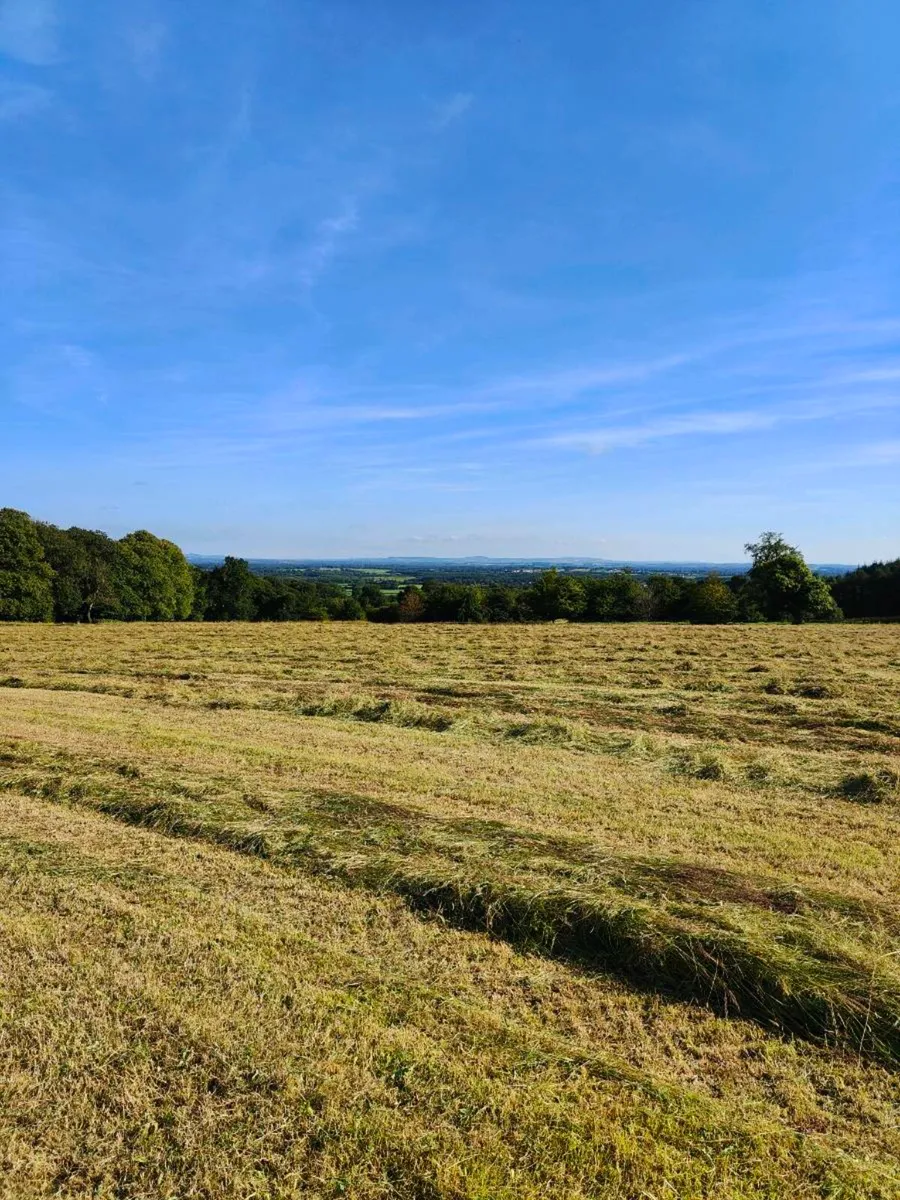 Hay - Image 2