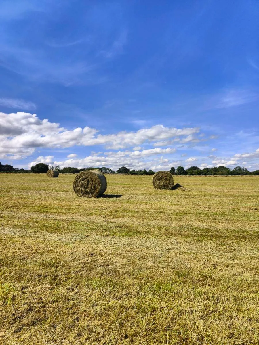 Hay - Image 1
