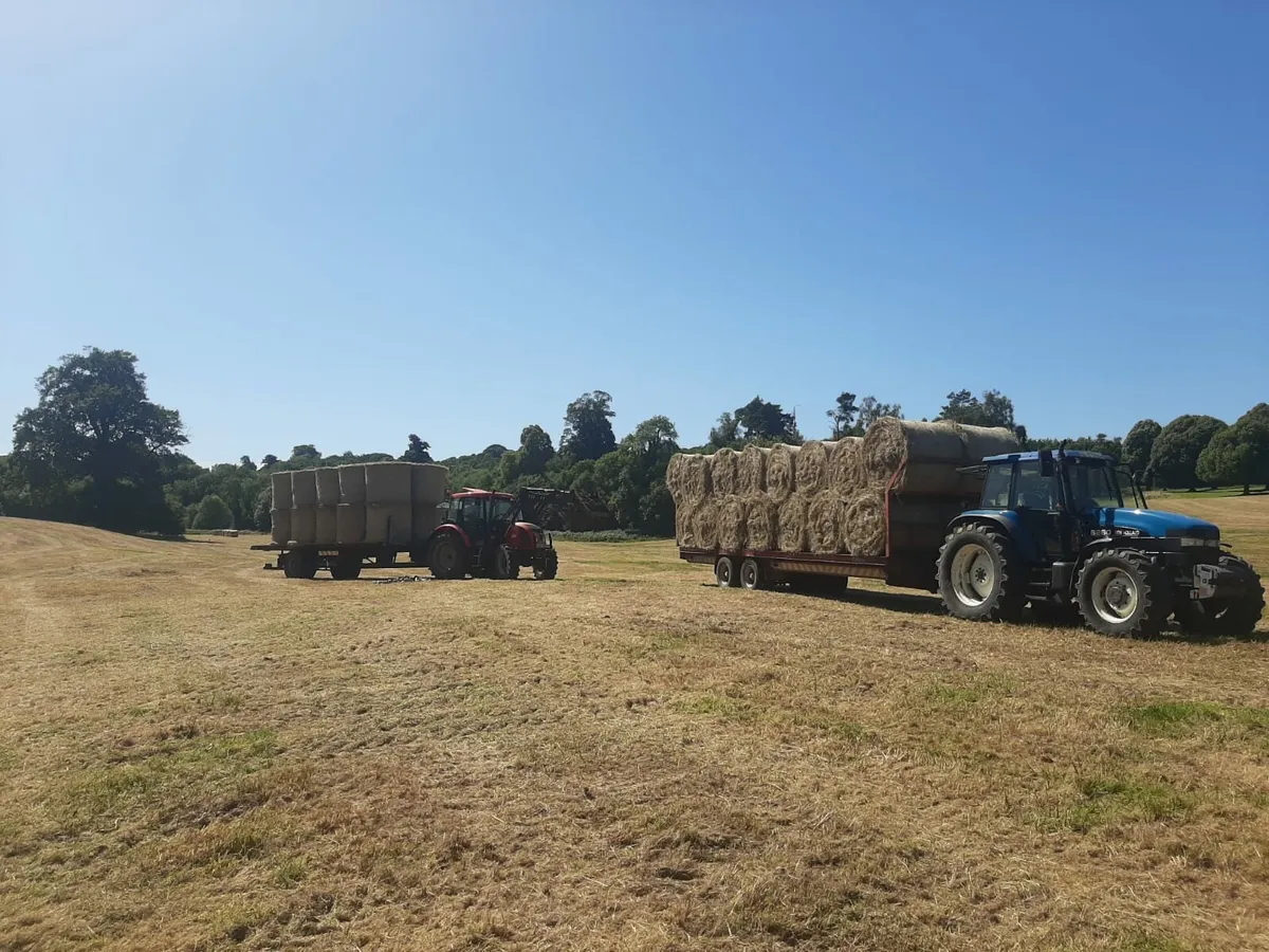 Hay - Image 3