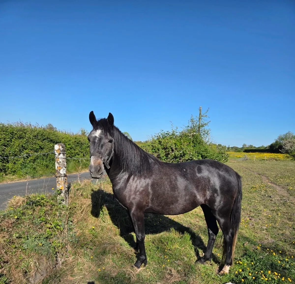 Connemara Mare for Sale. - Image 1