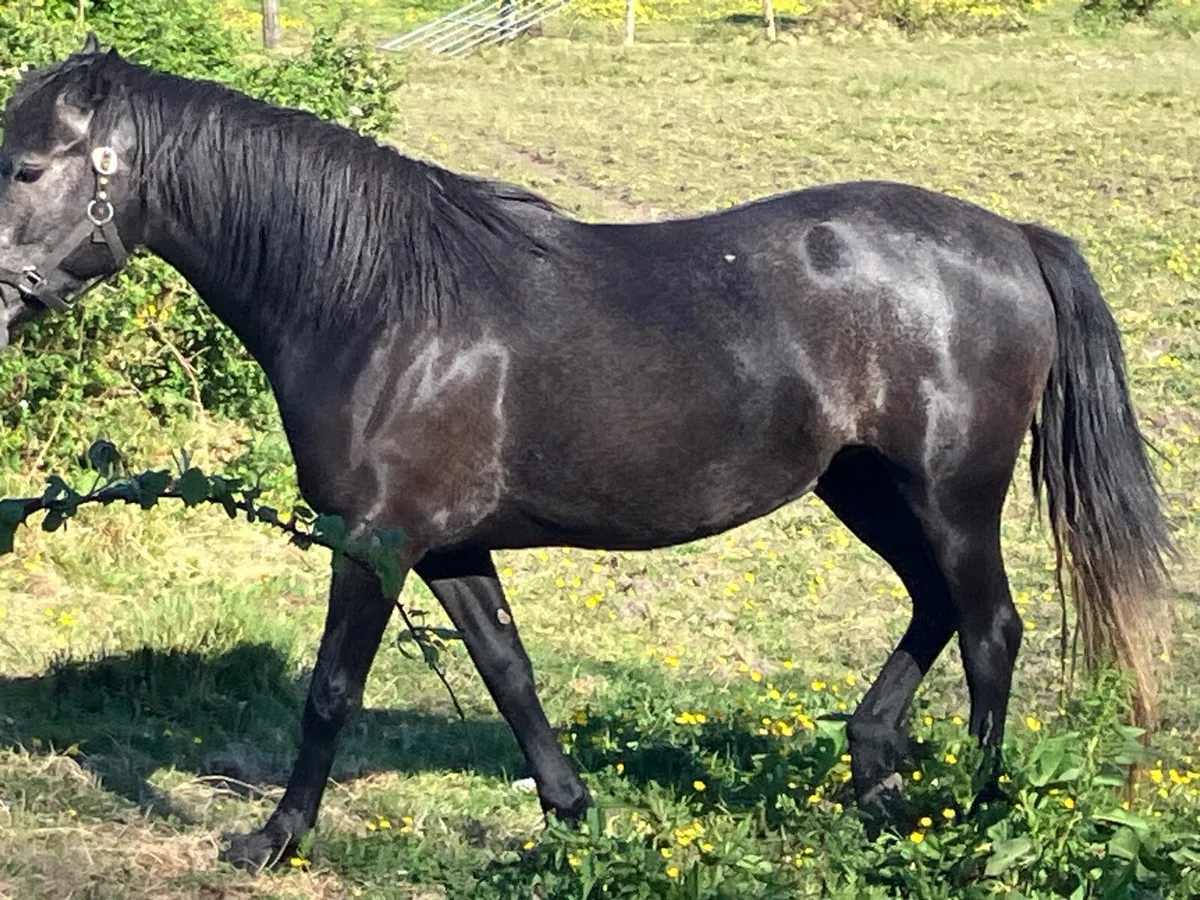 Connemara Mare for Sale. - Image 2