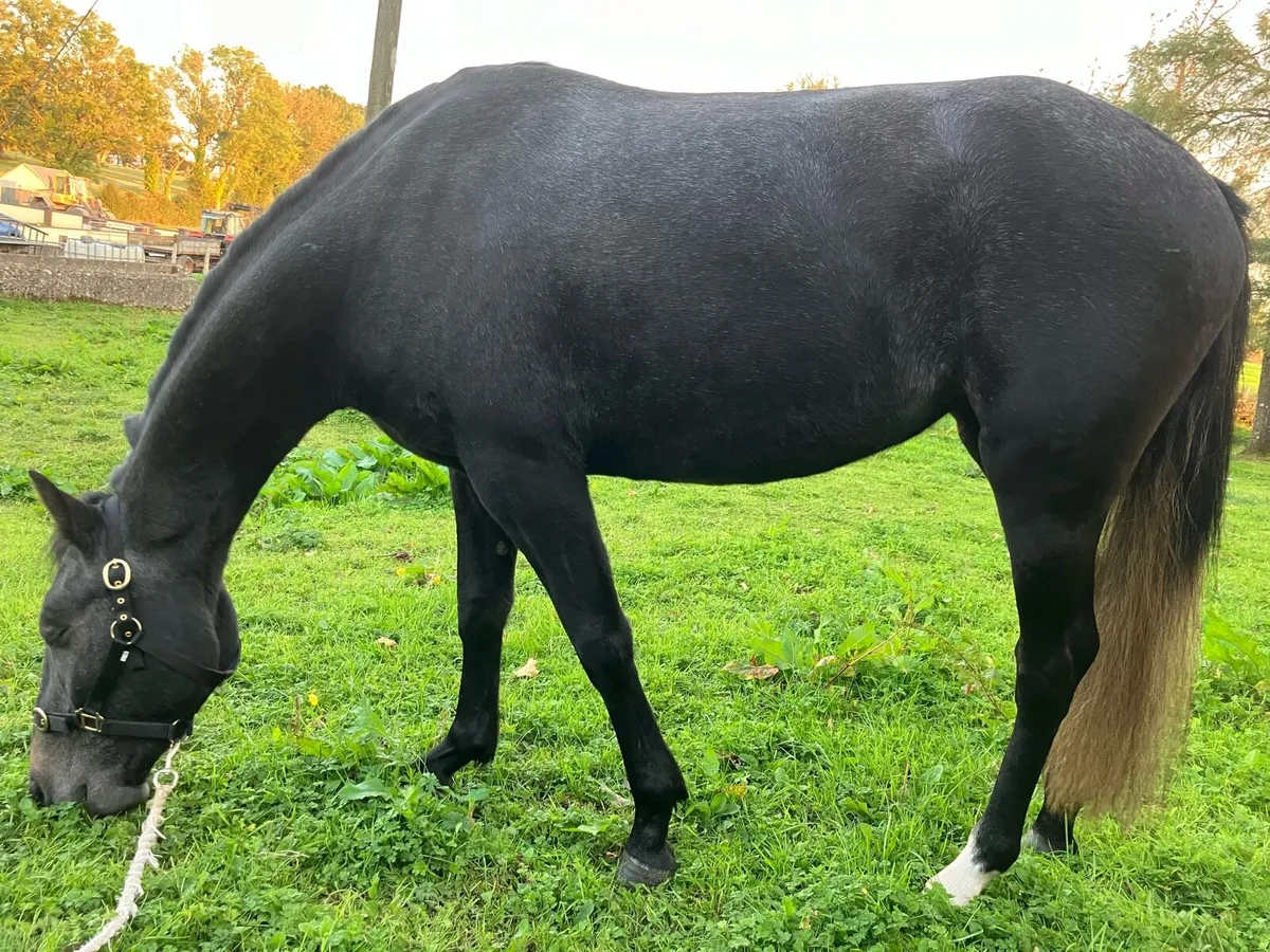 Connemara Mare for Sale. - Image 3