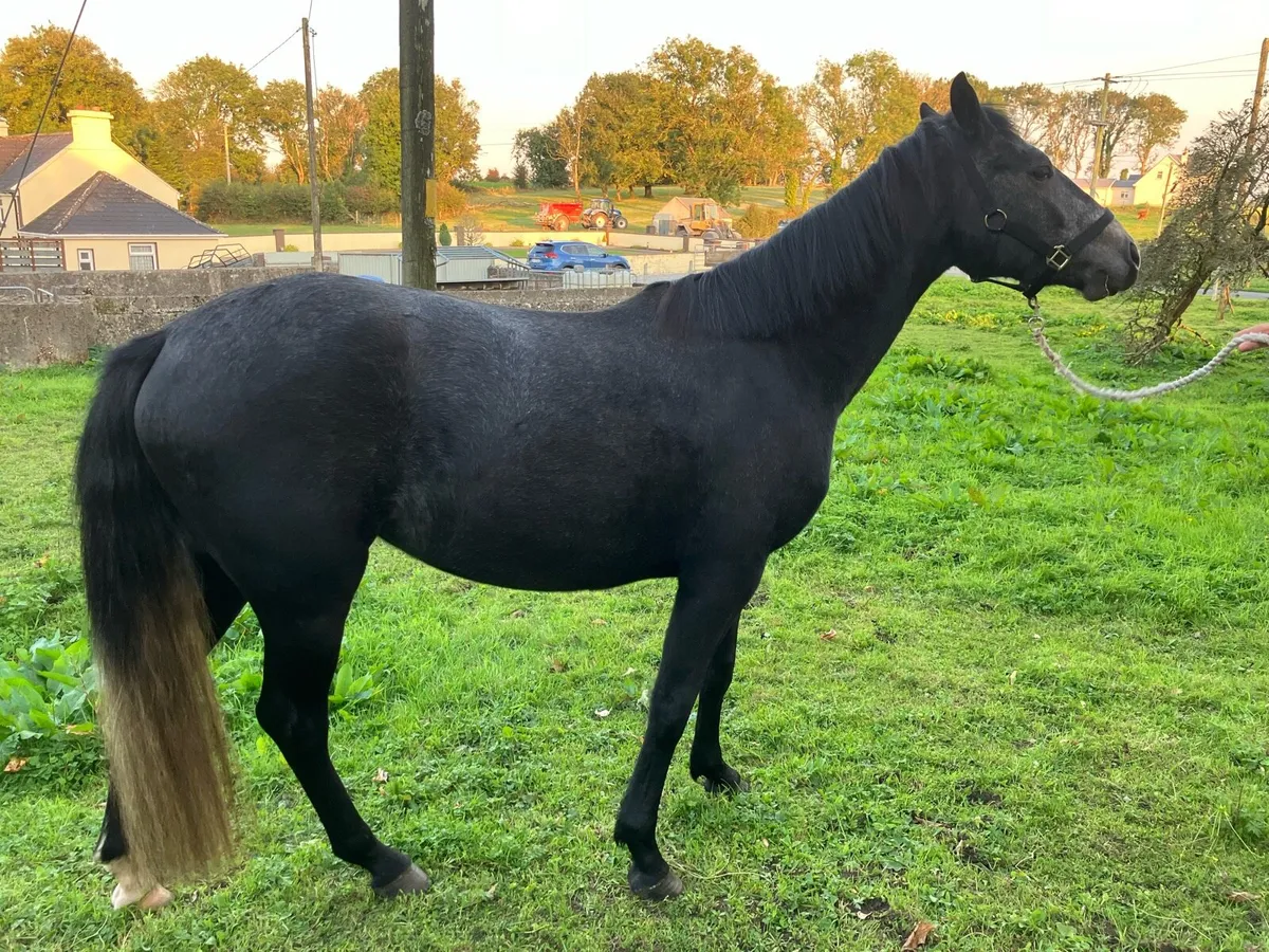 Connemara Mare for Sale. - Image 4
