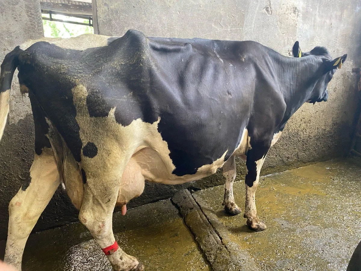 Friesan cow for sale - Image 1
