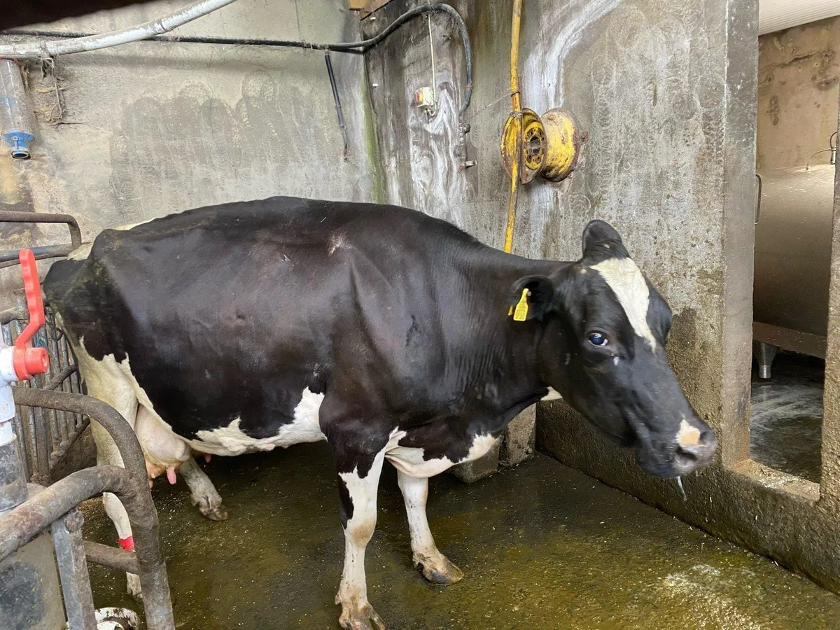 Friesan cow for sale - Image 2