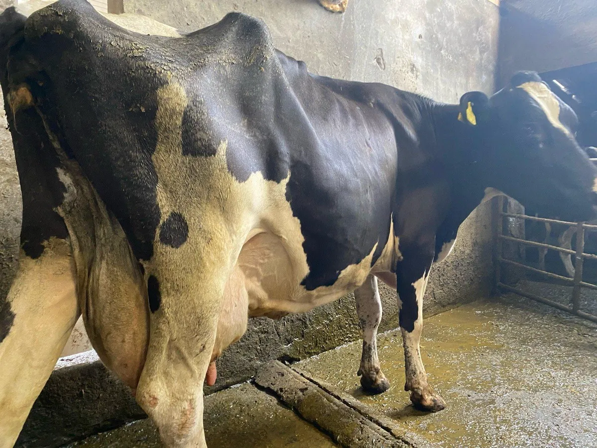 Friesan cow for sale - Image 4