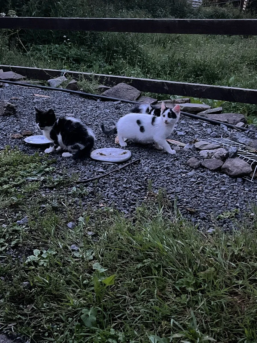 Farm Kittens - Image 1