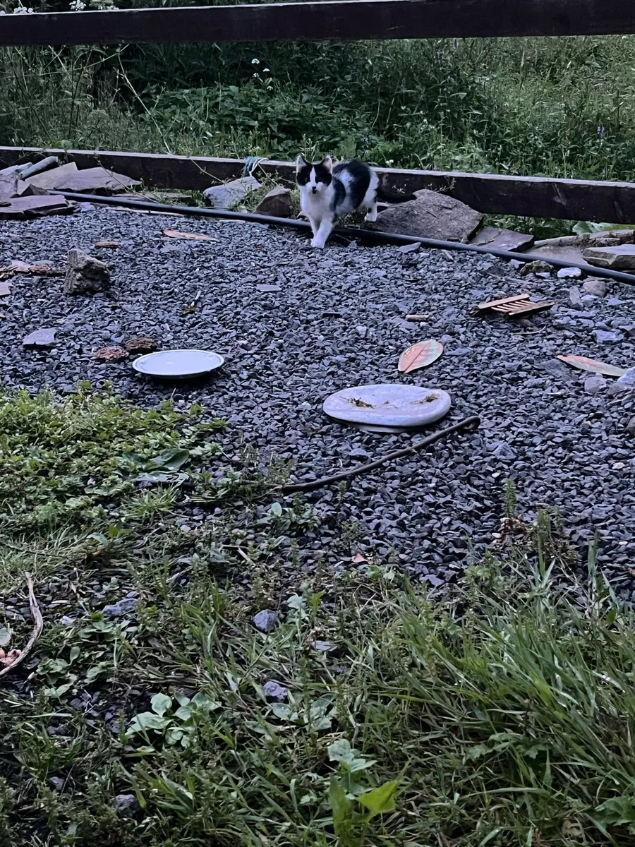 Farm Kittens - Image 2