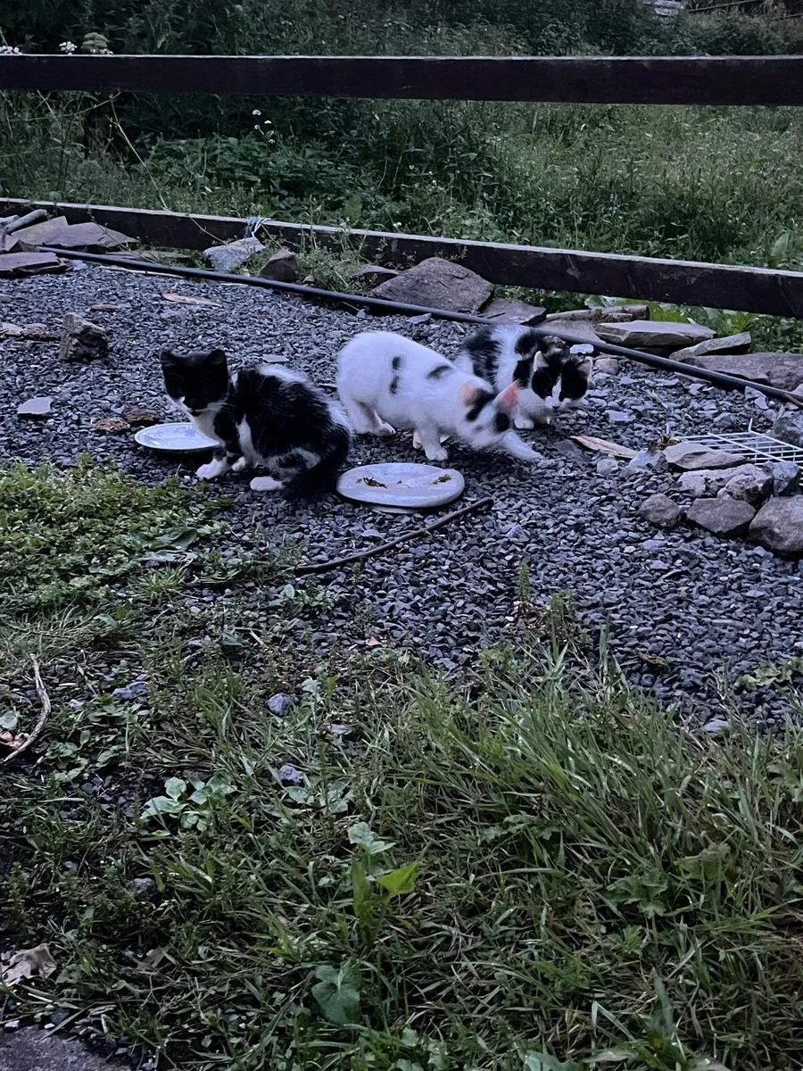 Farm Kittens - Image 3