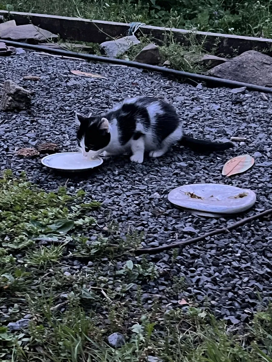 Farm Kittens - Image 4