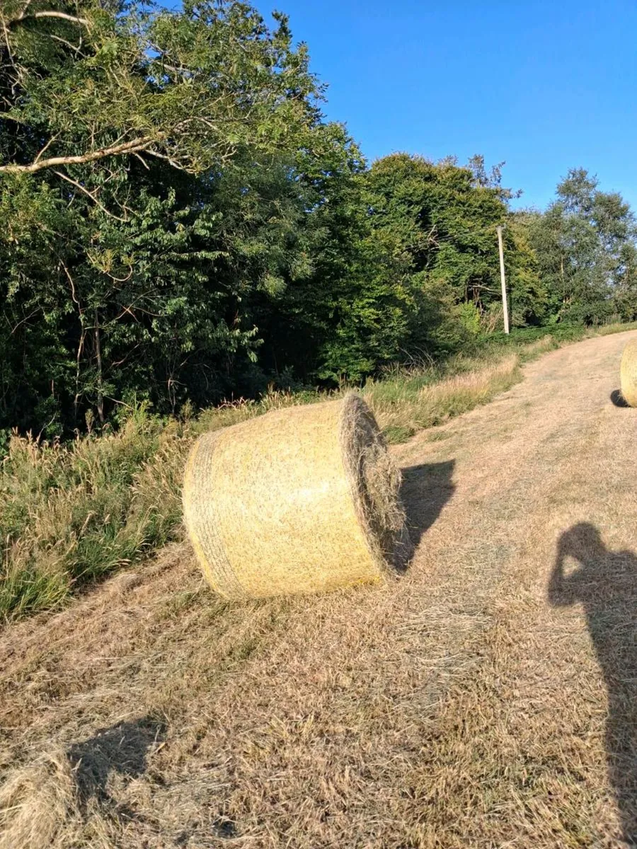 Hay round bales - Image 1