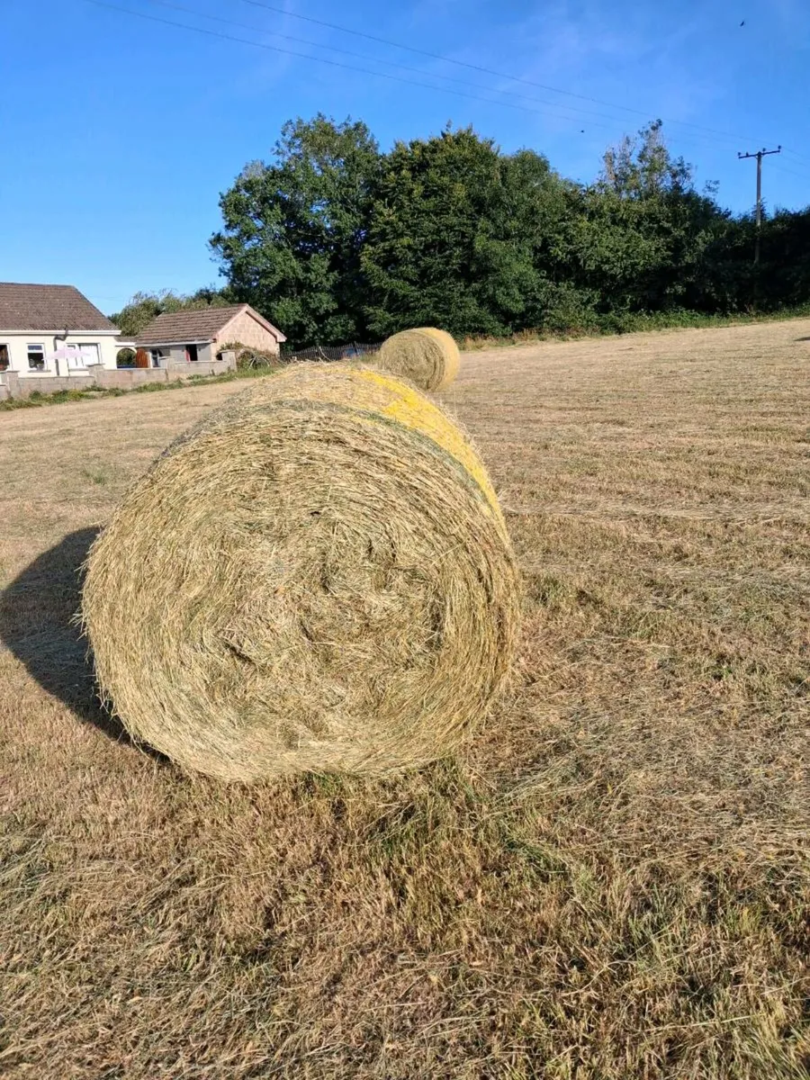 Hay round bales - Image 2