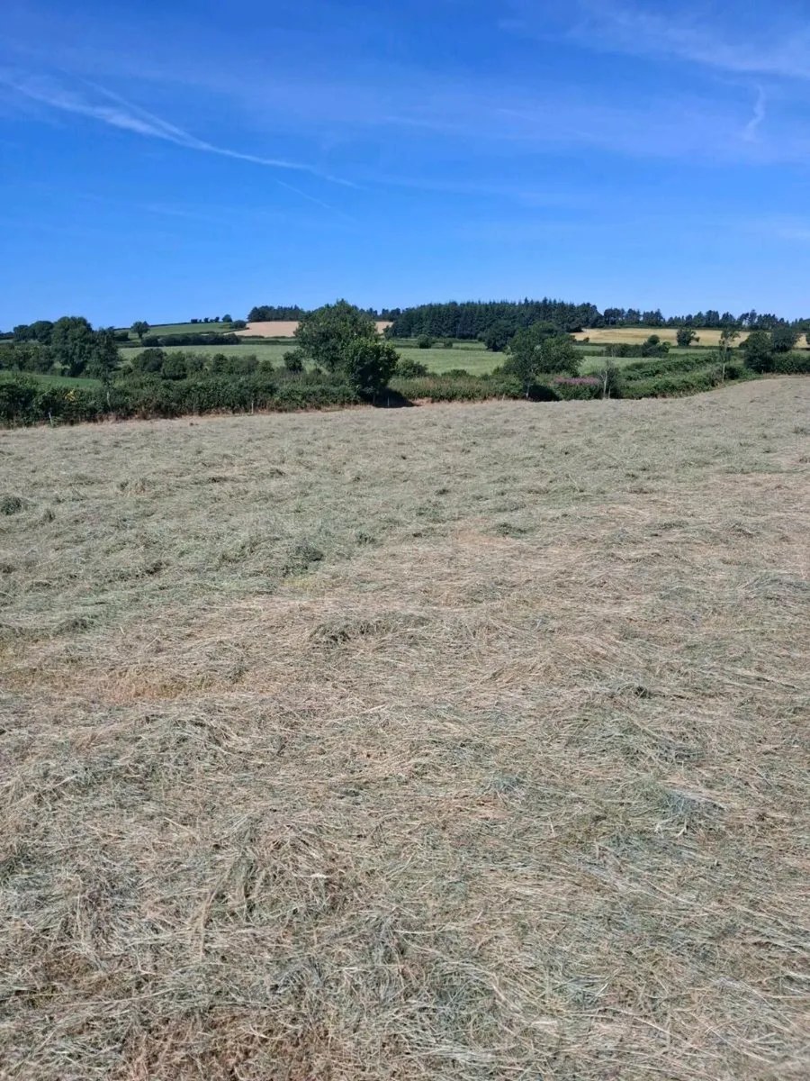 Hay round bales - Image 4